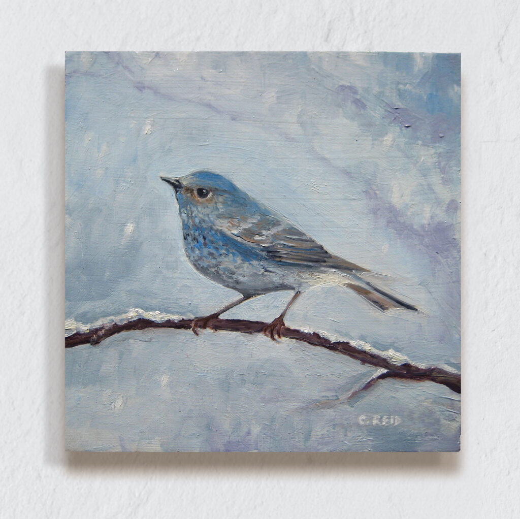 Bluebird perched on a snow covered branch