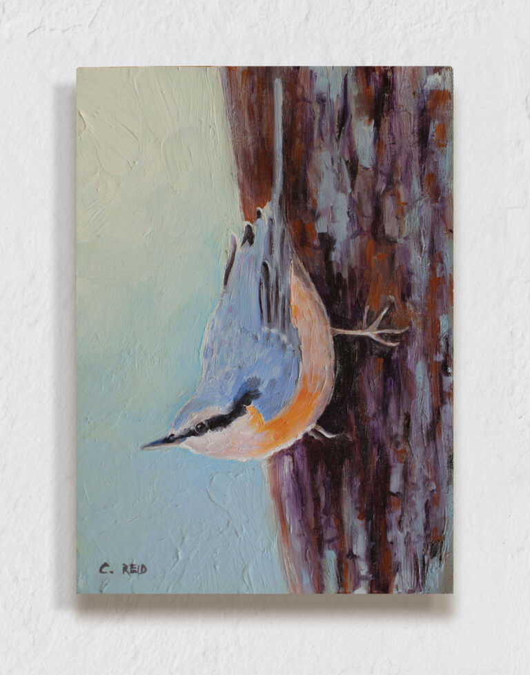 Nuthatch perched on the side of a tree