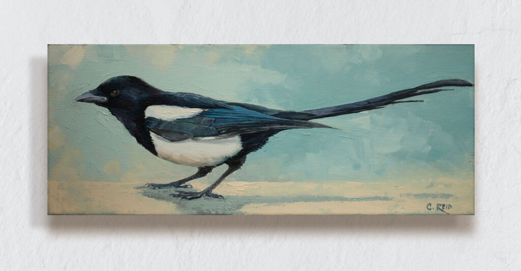 Magpie crouched down with blue background