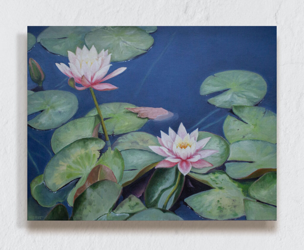 Grouping of water lilies blooming