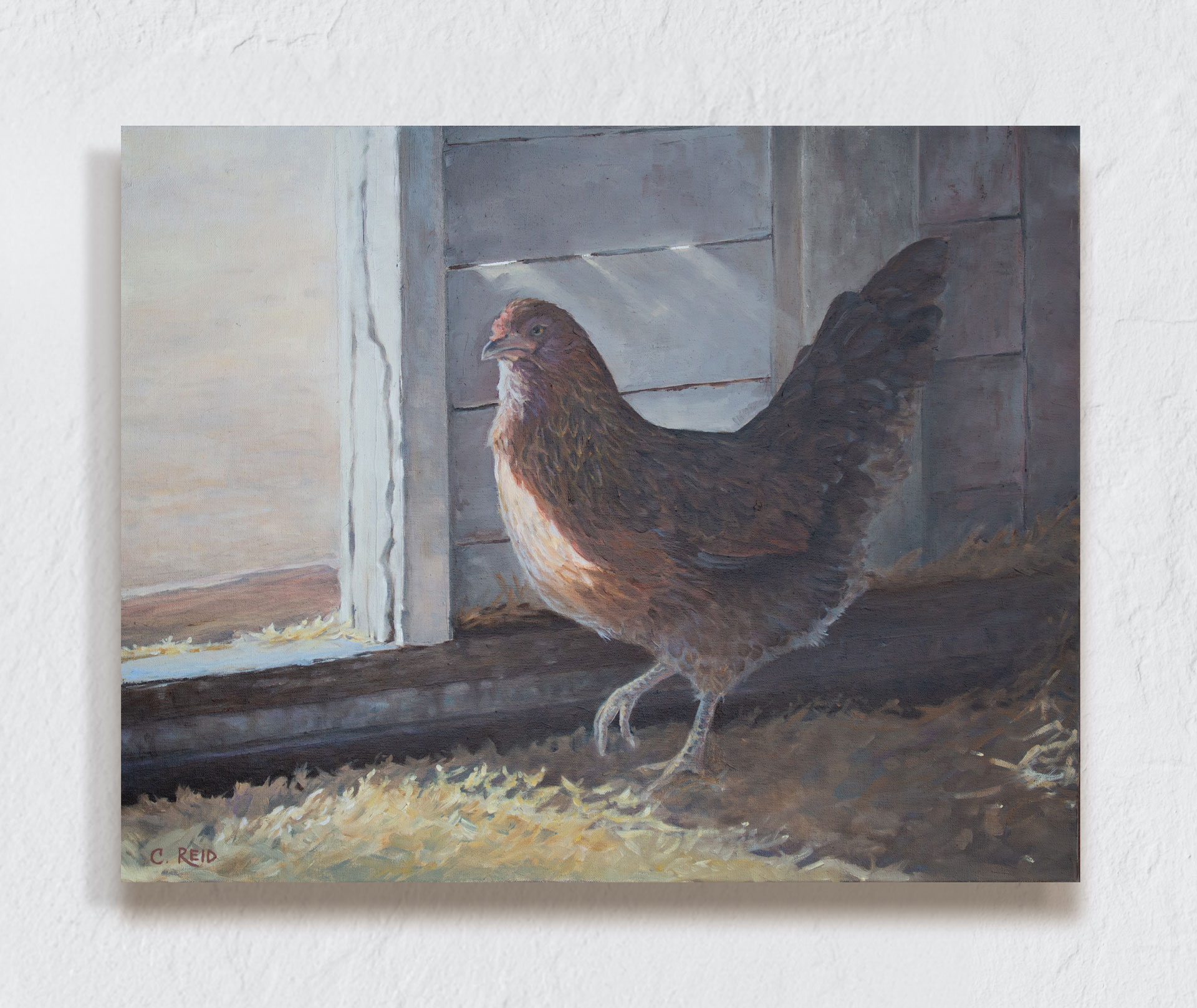 Hen at entrance of barn door captured by light.
