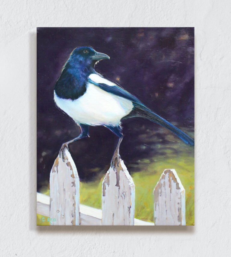 A magpie perched on a fence looking around.